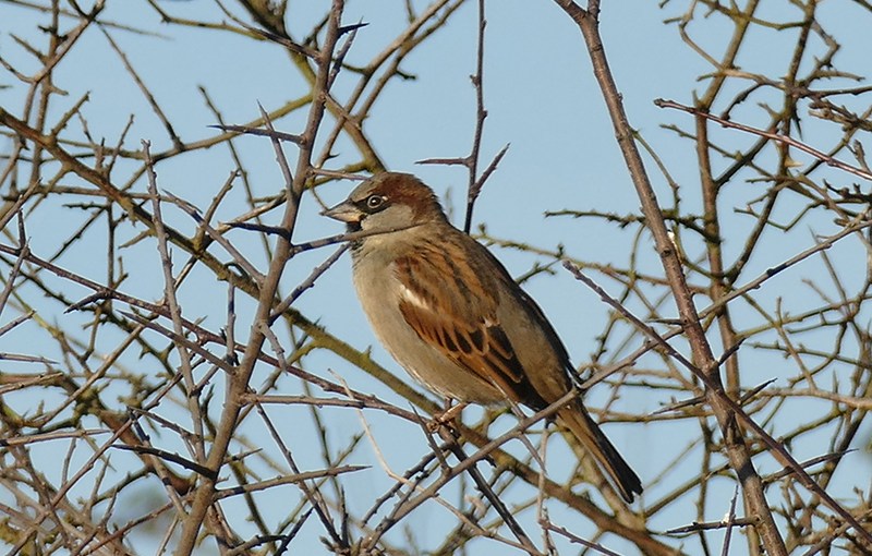 Le Moineau domestique