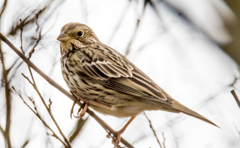 Le Bruant Wallon fait sa&nbsp;mue