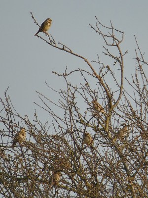 bruant_proyer_opprebais_09042015-hervé paques