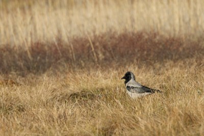 corneille mantelée-vrasson