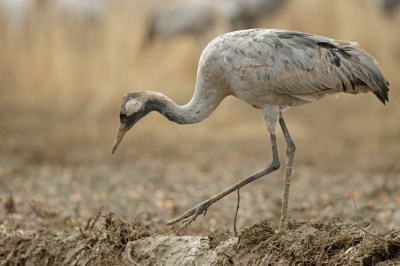 grue cendrée-jeune-vrasson