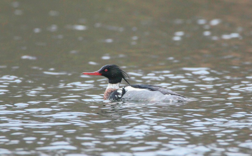 Un harle en visite à l&rsquo;Université
