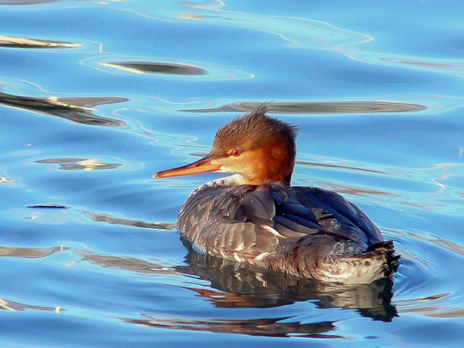 Harle huppé - Jodoigne