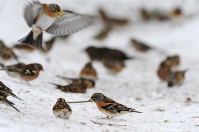 pinsons du nord-marc fasol-baisy-thy