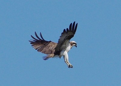 Balbuzard pêcheur - Nethen - Philippe Selke