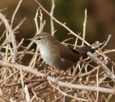 Bouscarle de Cetti - Patricia Cornet