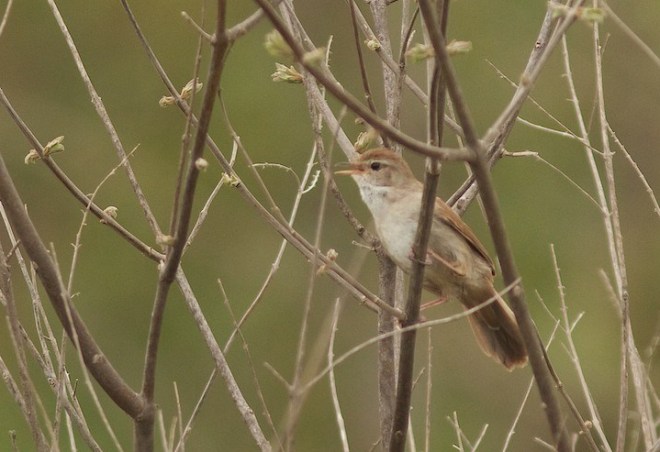 Bouscarle de Cetti – Patricia Cornet