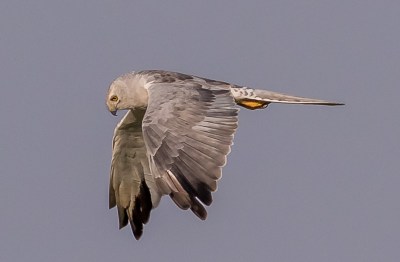 Busard pâle - Jandrenouille - Victor Claes