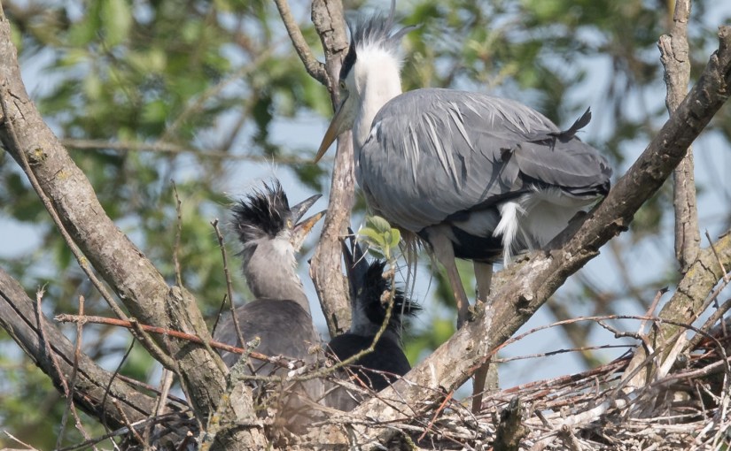Une nidification de Hérons cendrés à&nbsp;Pécrot