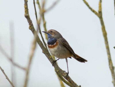 Gorgebleue à miroir - Bernard Danhaive