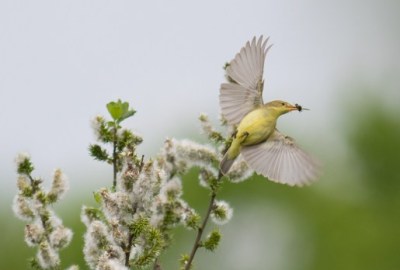 Hypolaïs polyglotte - Didier Kint