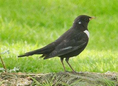 Merle à plastron - Bierges - Hervé Paques