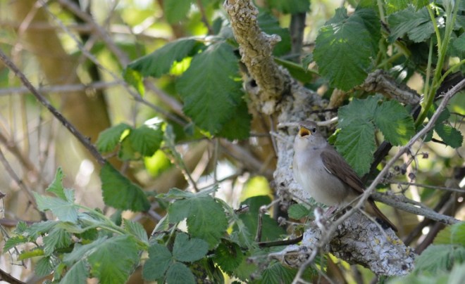 Rossignol philomèle – Didier Kint