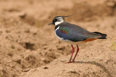 Vanneau huppé - Baisy-Thy - Patrick Van Laethem