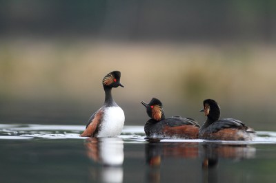 Grèbes à cou noir - Michel d'Oultremont