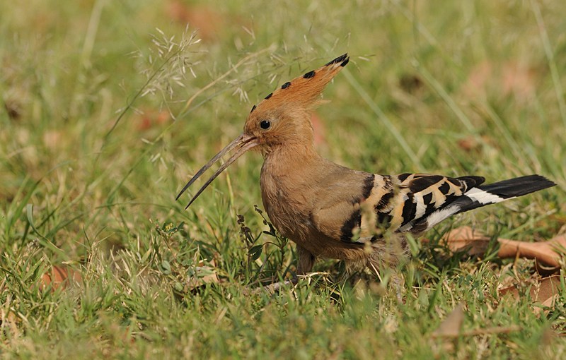 Chroniques de l&rsquo;été&nbsp;2018