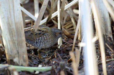 Marouette ponctuée - Philippe Selke