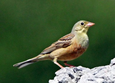 Bruant ortolan - Jules Fouarge