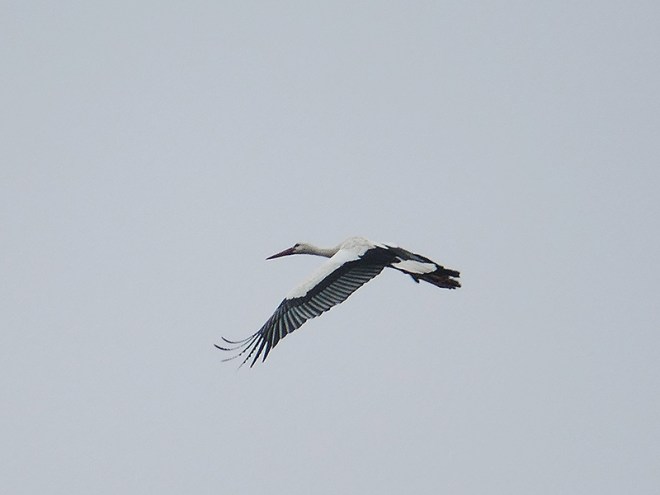 Cigogne blanche - Hervé Paques