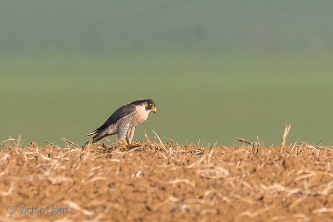 Faucon pèlerin - Victor Claes