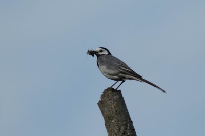 Bergeronnette grise - Bernard Danhaive