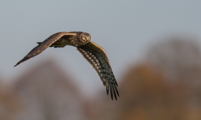 Busard Saint-Martin - Didier Kint