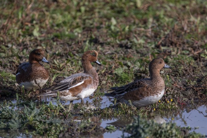 Canards siffleurs - Vincent Rasson