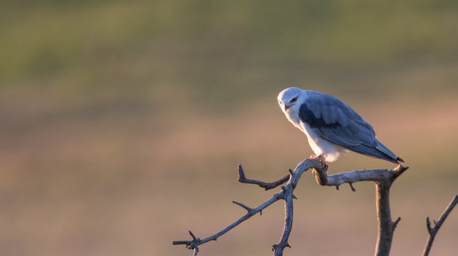 Elanion blanc - Vincent Rasson