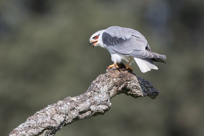 Elanion blanc - Vincent Rasson