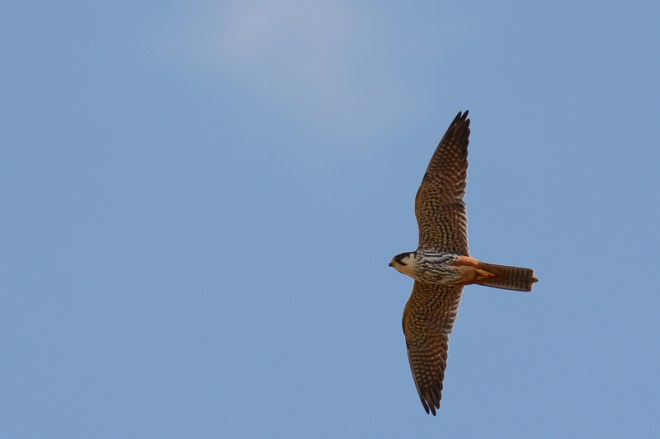 Faucon hobereau - Didier Kint