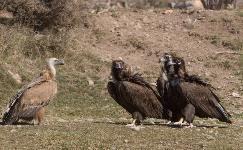 Les vautours sont de bonnes sentinelles de la santé de&nbsp;l’environnement