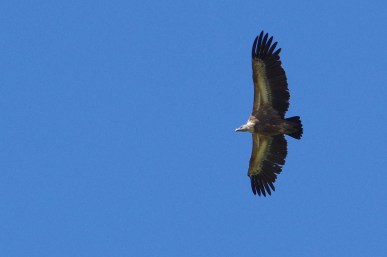 Vautour fauve - Philippe Selke