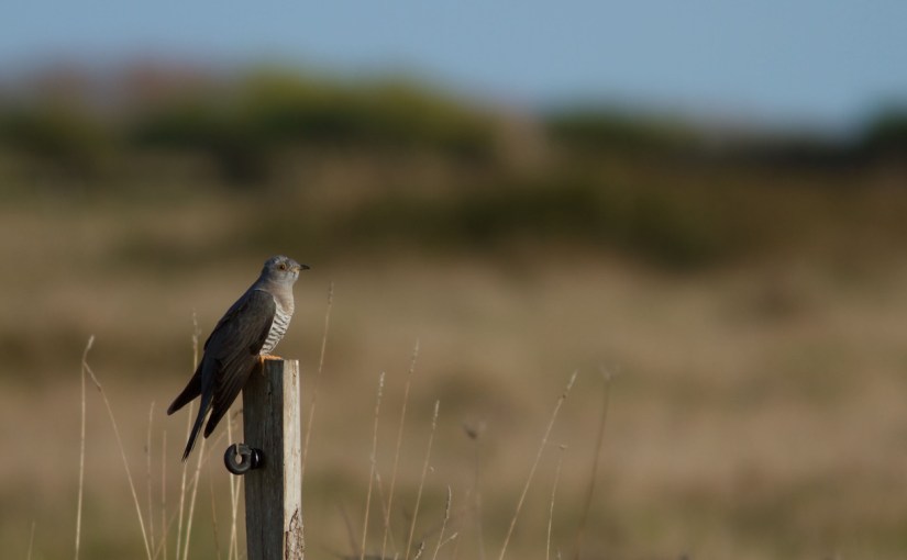 Les causes du déclin du Coucou gris, une équation&nbsp;complexe
