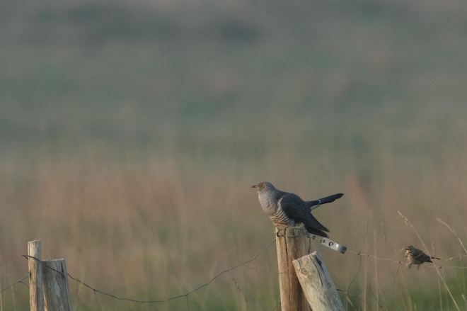Coucou gris et Pipit farlouse – Patricia Cornet-Poussart