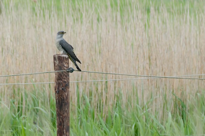 Coucou gris – José Granville