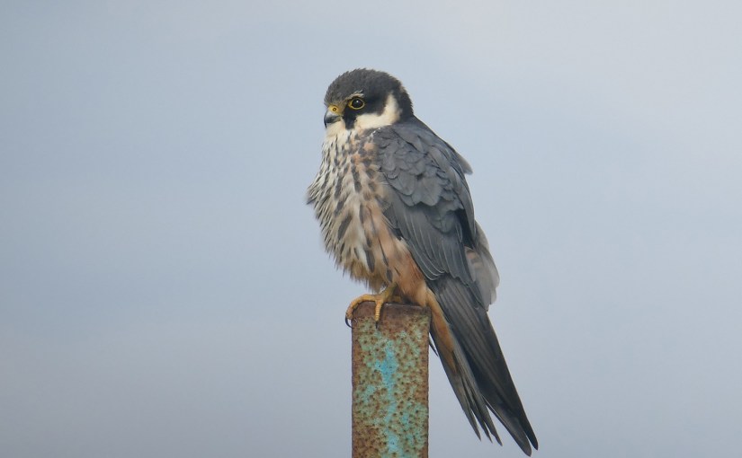 108 espèces pour notre premier BIG DAY&nbsp;!