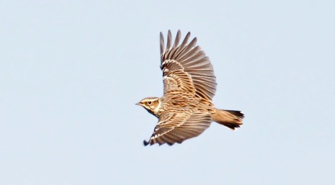 Alouette lulu - Jules Fouarge