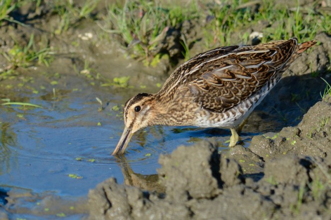 Bécassine des marais - Didier Kint