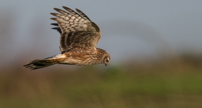 Busard Saint-Martin - Didier Kint