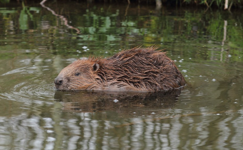 Les castors en Brabant wallon, en quelques&nbsp;chiffres