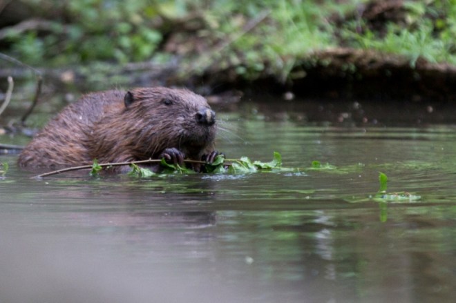 Castor d'Europe - Ry d'Hez - Erik Dithmar