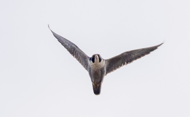 Faucon pèlerin - Victor Claes