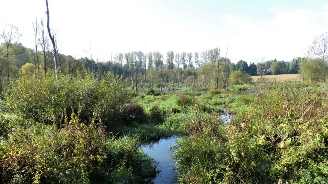 Paysage remodelé par le castor - Frédéric Raes