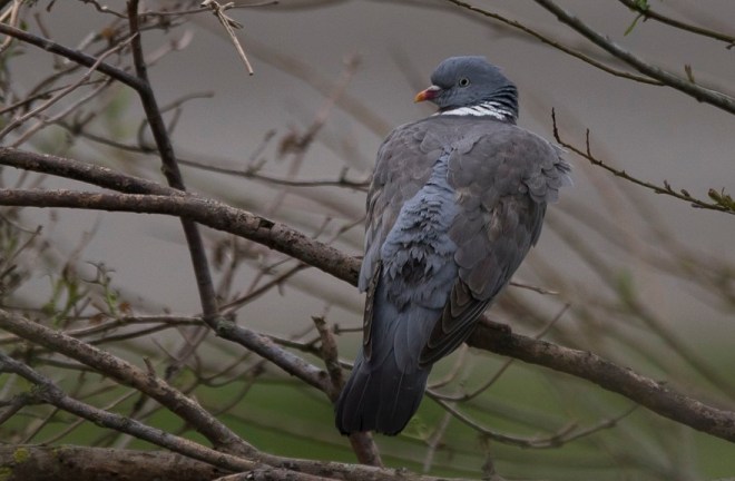 Pigeon ramier - Danièle Lafontaine