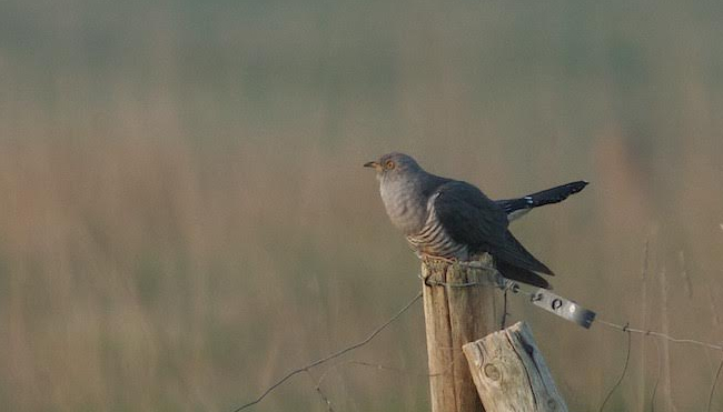 Coucou gris - Patricia Cornet