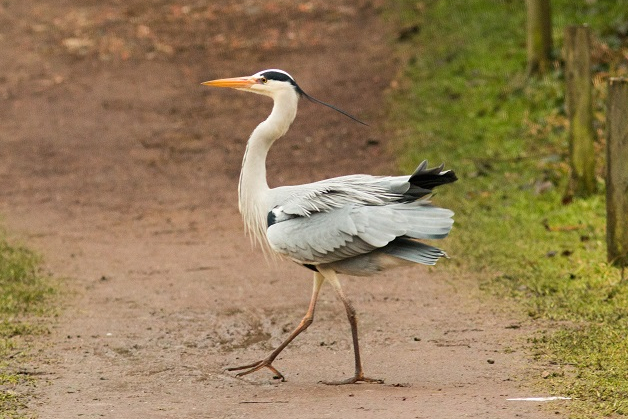 Héron cendré - Bernard Danhaive
