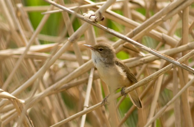 Rousserolle effarvatte - Bernard Danhaive