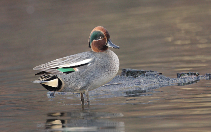 Participer au DHOE… Pourquoi pas ?  Nous avons besoin de vous&nbsp;!