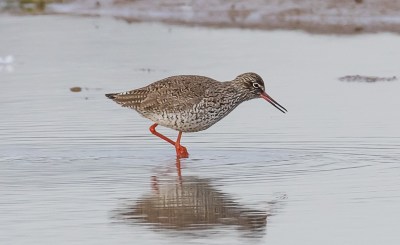 Chevalier gambette - Chaumont-Gistoux - Victor Claes