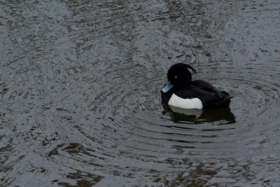 Fuligule morillon - Philippe Selke